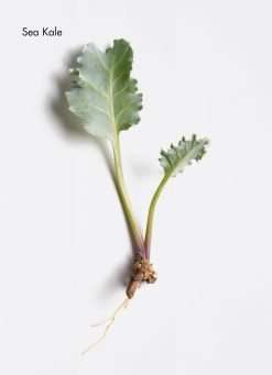 La Biosthetique Shine Restoring conditioner 150ml