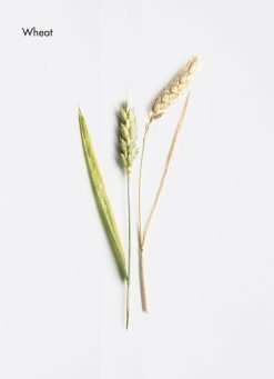 La Biosthetique Shine Restoring conditioner 150ml